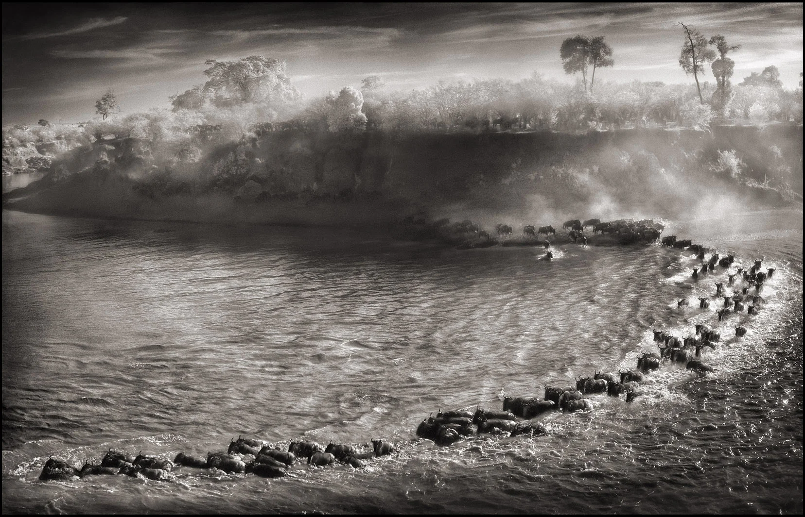 Nick Brandt - A Shadow Falls | Iris Gallery | Contemporary Fine Art